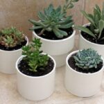 PVC Pipe Projects